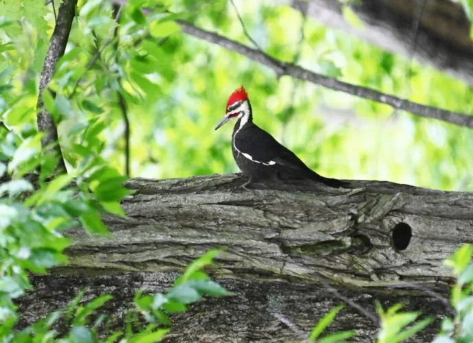 For the birds — and Jefferson County